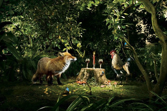 Обои картинки фото юмор и приколы, лес, петух, лиса