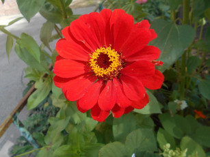 Картинка цветы