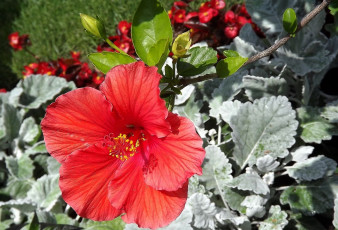 Картинка цветы гибискусы красный