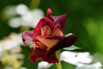 Картинка цветы розы бутон роза цветок