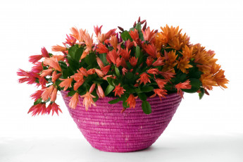 обоя цветы, кактусы, рипсалидопсис