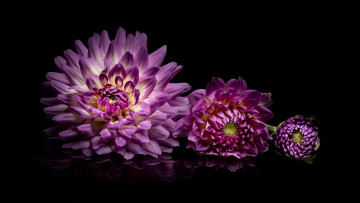 Картинка цветы георгины трио