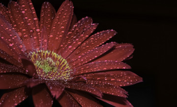 Картинка цветы герберы цветок гербера капли