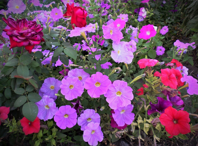 Обои картинки фото цветы, петунии,  калибрахоа, краски, петуния