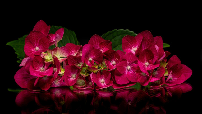Обои картинки фото цветы, гортензия, лепестки