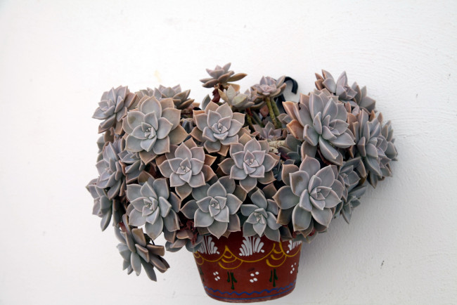 Обои картинки фото цветы, кактусы, кактус