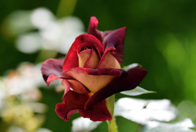 Обои картинки фото цветы, розы, бутон, роза, цветок