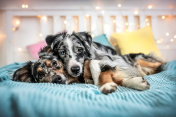 Картинка животные собаки собака