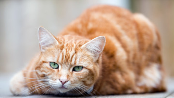 Картинка животные коты кот кошка