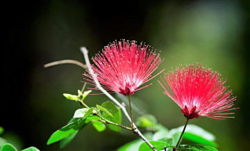 Картинка цветы ветка цветение красные