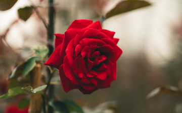 Картинка цветы розы красная роза макро