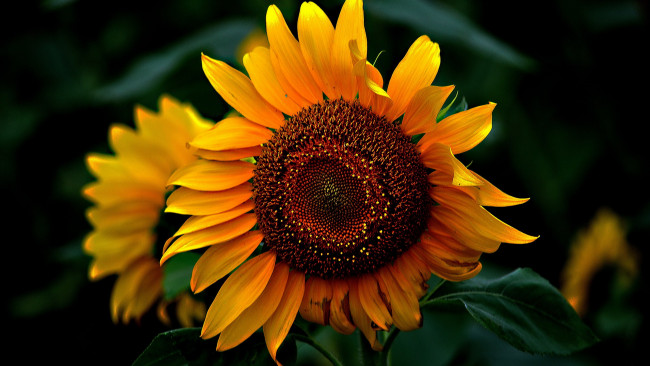 Обои картинки фото цветы, подсолнухи, солнечный, цветок, подсолнух, макро