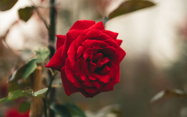 Обои картинки фото цветы, розы, красная, роза, макро