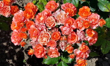 Картинка цветы розы