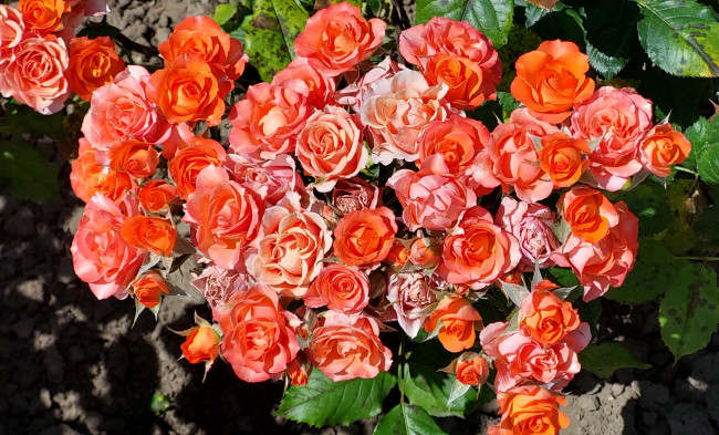 Обои картинки фото цветы, розы