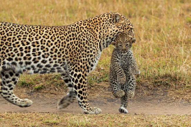 Обои картинки фото животные, леопарды, кот, кошка