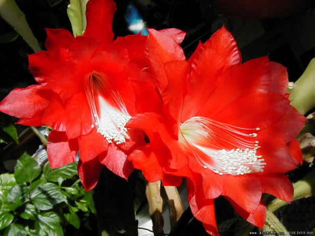 Обои картинки фото цветы, кактусы