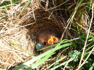 Картинка животные гнезда птиц