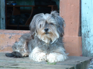 Картинка животные собаки