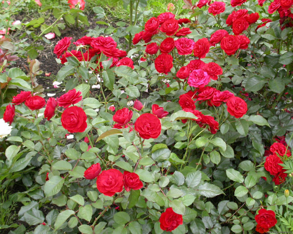 Обои картинки фото цветы, розы