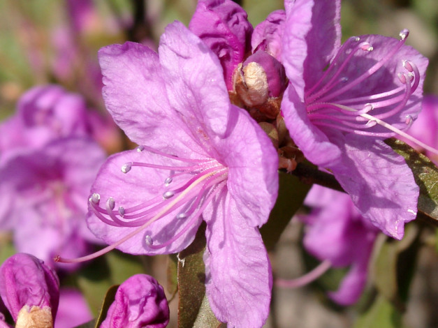 Обои картинки фото цветы, рододендроны, азалии