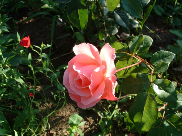 Обои картинки фото цветы, розы