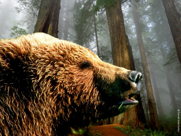 Обои картинки фото так, где, здесь, можно, пообедать, животные, медведи