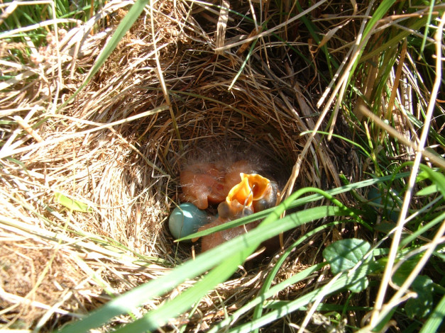 Обои картинки фото животные, гнезда, птиц