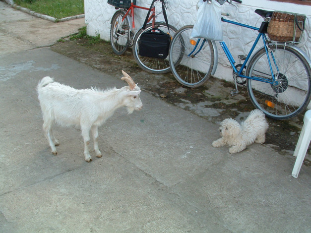 Обои картинки фото животные, разные, вместе