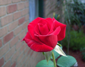 Картинка цветы розы