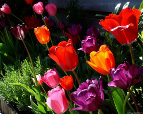 Картинка цветы тюльпаны