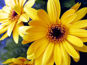 Картинка цветы герберы