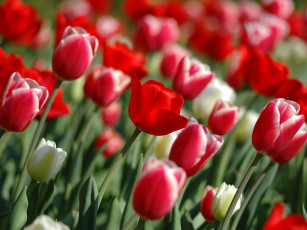 Картинка цветы тюльпаны