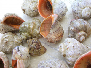 Картинка разное ракушки кораллы декоративные spa камни