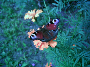 Картинка животные бабочки