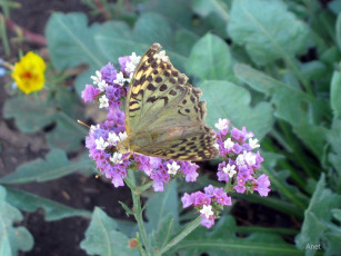 Картинка животные бабочки