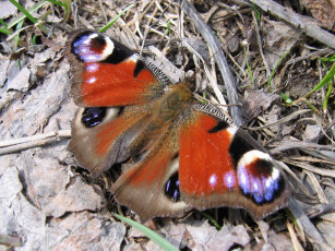 Картинка животные бабочки