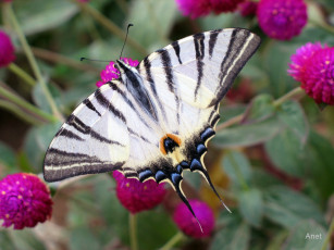 Картинка животные бабочки