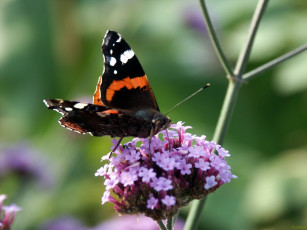 Картинка животные бабочки