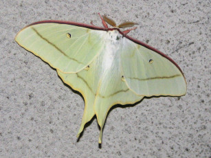 Картинка животные бабочки