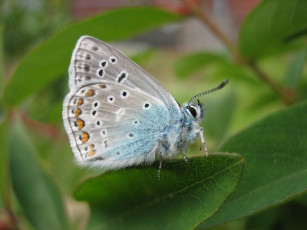 Картинка животные бабочки