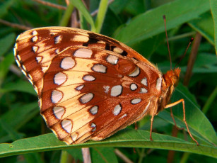 Картинка животные бабочки