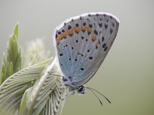 Картинка животные бабочки