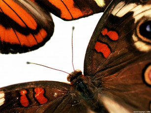 Картинка животные бабочки