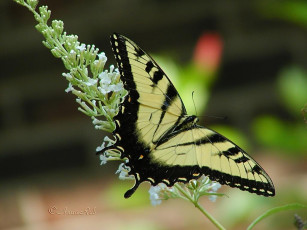Картинка животные бабочки