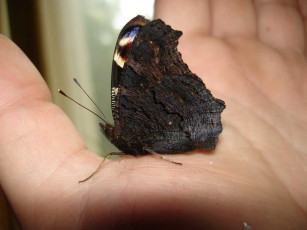 Картинка животные бабочки