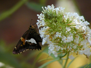 Картинка животные бабочки