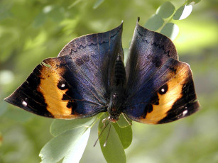 Картинка животные бабочки