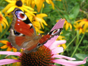 Картинка животные бабочки