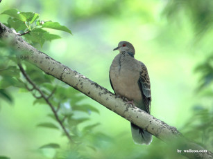 Картинка животные голуби